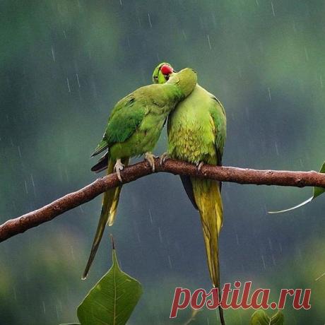 Photo shared by IMÁGENES POR EL MUNDO on April 16, 2020 tagging @vibe_of_the_forest, and @imagenesporelmundo. La imagen puede contener: pájaro y planta