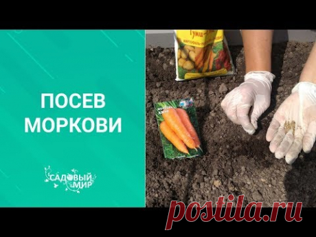 Подкормка моркови после посева. 🥕Почему растет двурогая морковь.