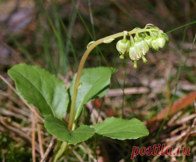 Чем полезна боровая матка при кисте яичника