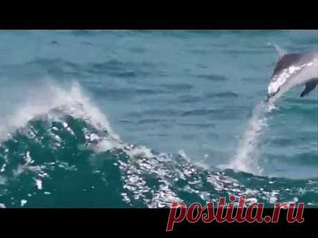 ▶ Моцарт и море... W.A. Mozart - Symphony 40 - Allegro - YouTube