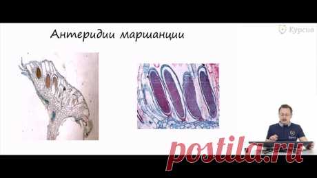 Подборка видеоуроков по систематическим группам растений

Мохообразные, Голосеменные, Высшие споровые, Покрытосеменные

 Высокий уровень изложения!!! Для олимпиадников и тех, кто ориентирован на высокие баллы на ЕГЭ!