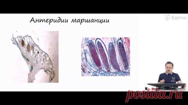 Подборка видеоуроков по систематическим группам растений

Мохообразные, Голосеменные, Высшие споровые, Покрытосеменные

 Высокий уровень изложения!!! Для олимпиадников и тех, кто ориентирован на высокие баллы на ЕГЭ!