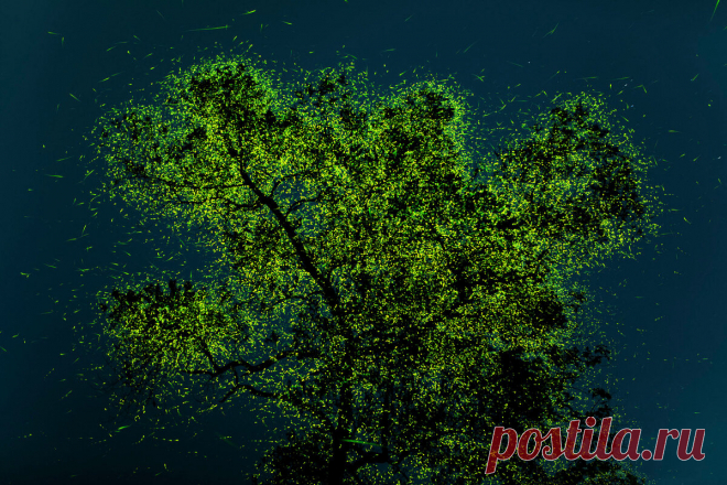 Фото умиротворенной гориллы, пробирающейся сквозь облако бабочек, победило в фотоконкурсе Nature Conservancy | PhotoWebExpo | Яндекс Дзен