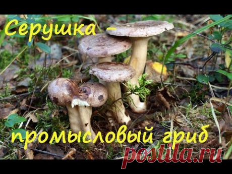 Млечник обыкновенный - промысловый гриб. - YouTube