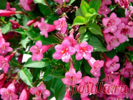 Вейгела: посадка и уход в открытом грунте, виды и сорта с фото и названиями
