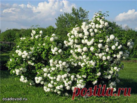 Калина Бульденеж | Osadovod - Все о садe, огороде и дизайне