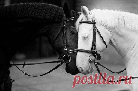 КАК НЕЖНО И ТРОГАТЕЛЬНО.....