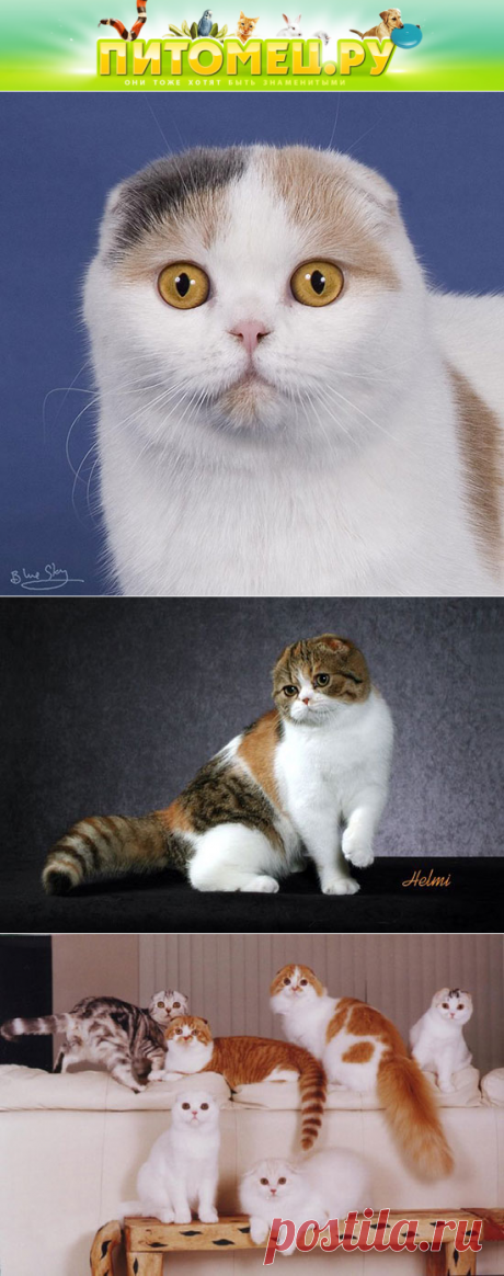 Шотландская вислоухая кошка (Скотиш фолд)