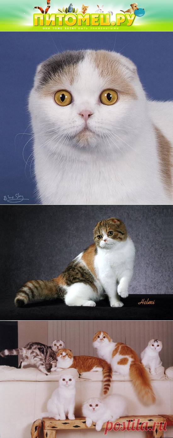 Шотландская вислоухая кошка (Скотиш фолд)