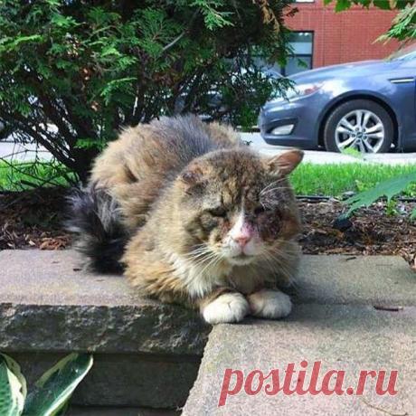 Взгляд, который разбил сердце девушке Мари-Ева заметила этого кота на улицах Монреаля. Невооруженным взглядом было видно, что он отчаянно нуждался в помощи людей. А его взгляд мог попросту разбить сердце. Казалось, что невозможно найти более несчастное животное.