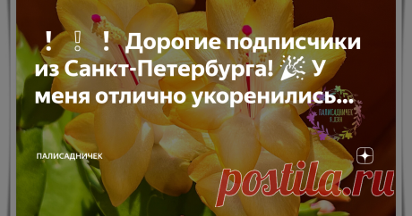 Палисадничек ❗❕❗ Дорогие подписчики из Санкт-Петербурга! 🎉 У меня отлично укоренились черенки так желанного многими из вас жёлтенького декабриста сорта Outono Brazil, который на моём канале получил имя "Солнышко" за свой лучезарный вид 🌞🌵 🟡 Их, готовых отправиться в новые дома, у меня сегодня 5. ⚪ И ещё есть 2 укоренённых черенка обожаемого мною беленького, который без сорта, но всегда шикарными…
