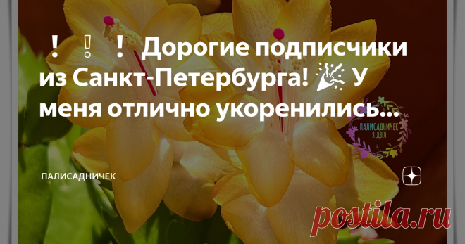 Палисадничек ❗❕❗ Дорогие подписчики из Санкт-Петербурга! 🎉 У меня отлично укоренились черенки так желанного многими из вас жёлтенького декабриста сорта Outono Brazil, который на моём канале получил имя 