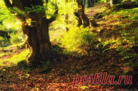 Весна в Карпатах | Fresher - Лучшее из Рунета за день