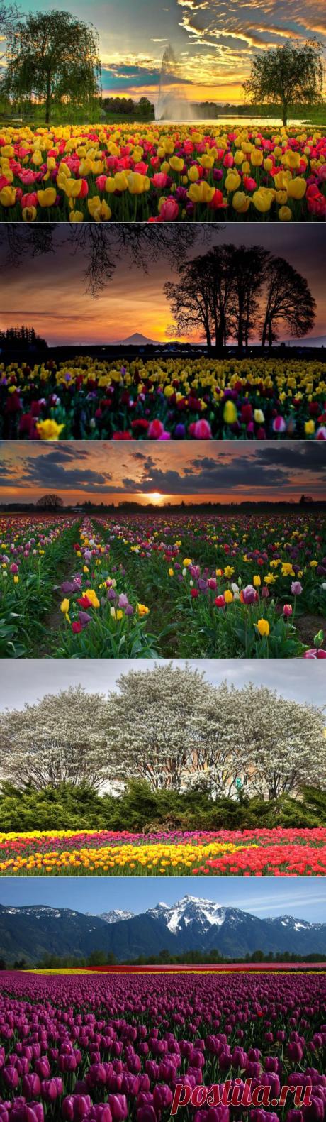(+1) тема - Самые яркие тюльпаны со всего света | САД НА ПОДОКОННИКЕ
