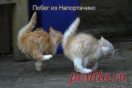 Мы умеем бегать быстрее , чем летят тапки ....