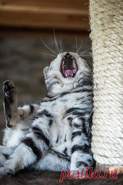 photogenic felines