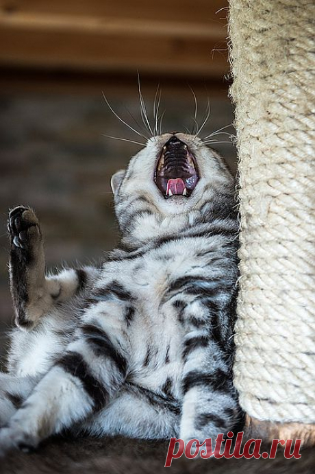 photogenic felines