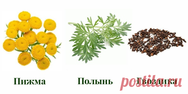 РУССКАЯ ТРОЙЧАТКА ИВАНЧЕНКО - ЭФФЕКТИВНОЕ ПРИРОДНОЕ СРЕДСТВО ОТ ПАРАЗИТОВ ТЕЛА

#ВЪДИ #Исторiя #Человъкъ #Образованiе #Питаніе #Растенія #Народъ #Книгi

В результате многочисленных исследований, известный доктор Хильда Кларк пришла к выводу, что все хронические болезни человека возникают из - за двух причин: это паразиты и экотоксины. О каком здоровье может идти речь, если в нашем организме спокойно уживаются аскариды, власоглавы, дизентерийные амебы, двуустки кошачьи и пр...