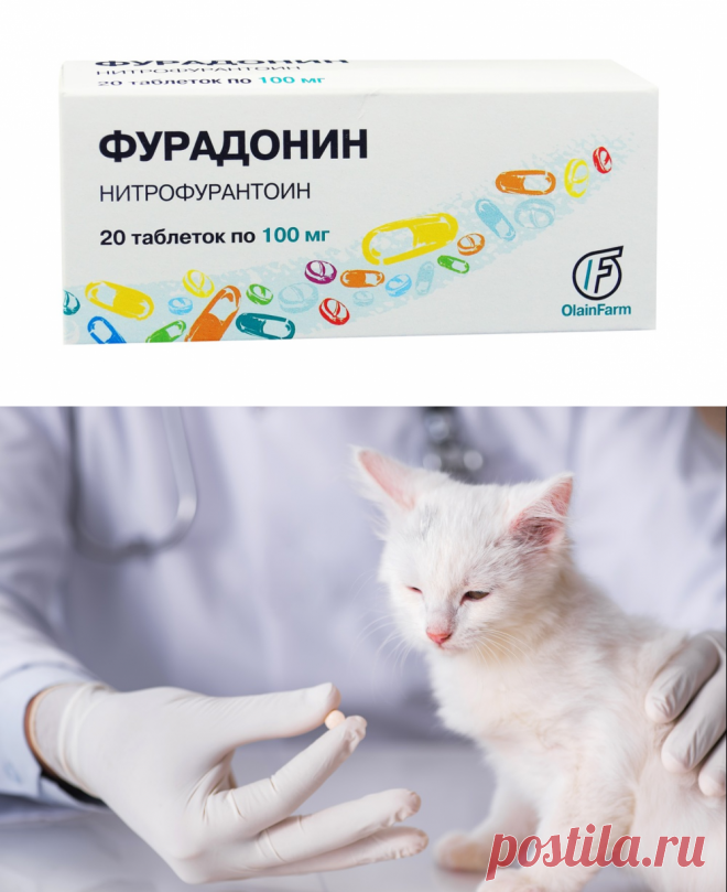 Фурадонин для кошек - инструкция по применению