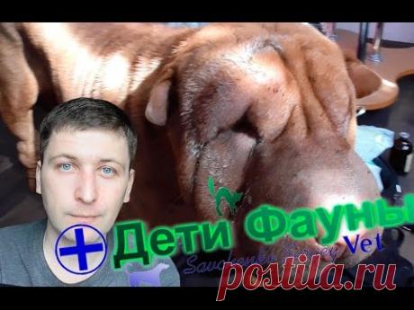 Укусила собака собаку, что делать? Советы ветеринара