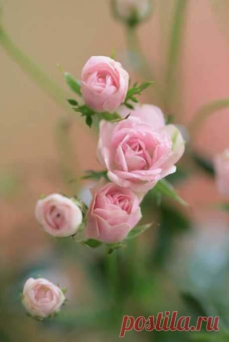 ROMANCE – Google+