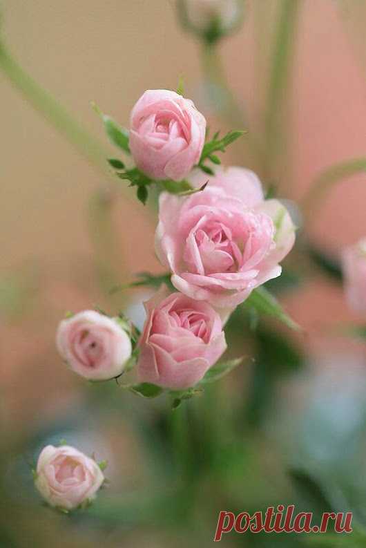 ROMANCE – Google+