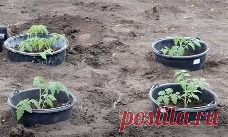 Сажаем помидоры не прямо в грунт, а в ведра. Урожая будет больше, а болезней куста меньше