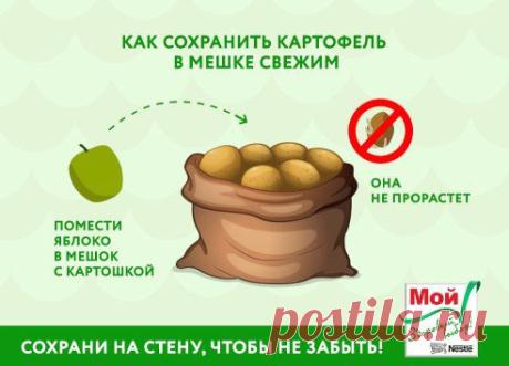 Чтобы картофель в мешке не прорастал, положите туда яблоко!
А какие у вас есть проверенные советы по хранению и приготовлению картофеля? Делитесь в комментариях!