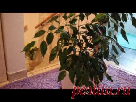 РОСТОК ФИКУСА ИЗ ГИДРОГЕЛЯ ПОДРОС! #ФИКУС_БЕНДЖАМИНА #ЧЕРЕНКОВАНИЕ_ФИКУСА #52 #oldenburg_ru - YouTube
