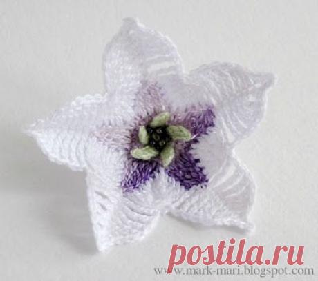 Цветок дурман крючком.