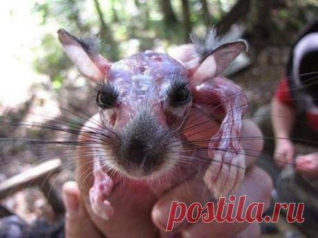 Живая шиншилла, с которой только что содрали шкуру. Жить ей осталось минут десять. ТЫ все еще хочешь шубу!?