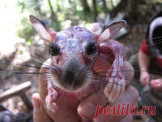 Живая шиншилла, с которой только что содрали шкуру. Жить ей осталось минут десять. ТЫ все еще хочешь шубу!?