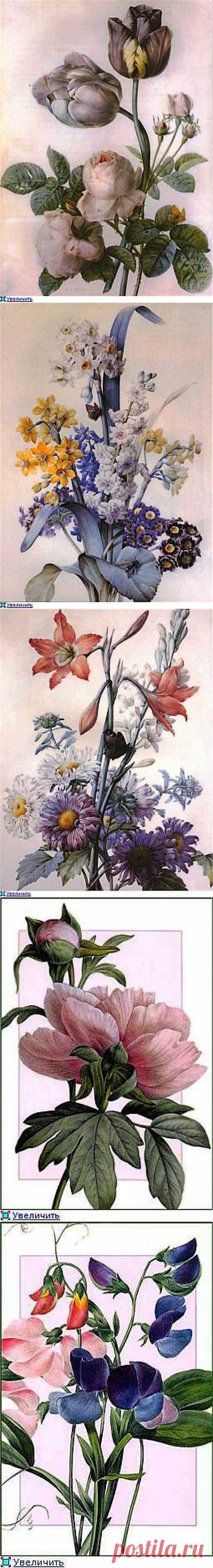 Прекрасные цветочные акварели Пьера-Жозефа Редуте (Pierre-Joseph Redoute).