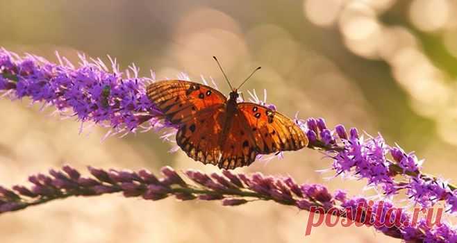 (1) Timeline Photos - Sociedad Argentina de Horticultura