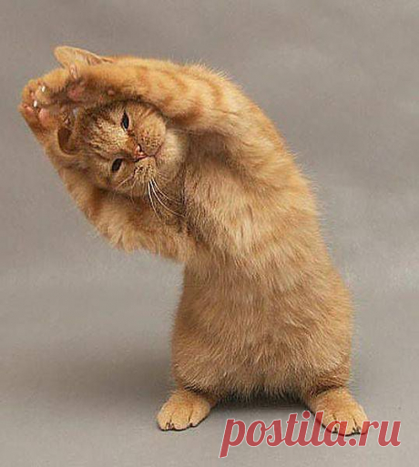 Утро лучше начать с зарядки!

Chronik-Fotos | Facebook