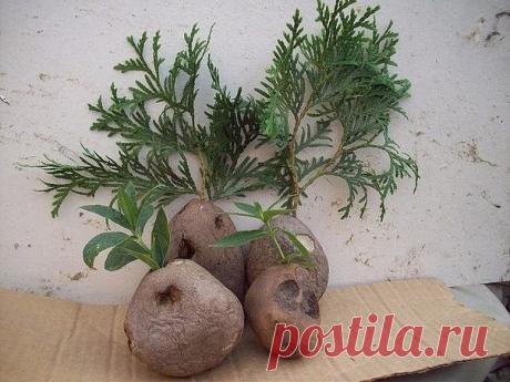 Натуральные стимуляторы образования корней
В копилку знаний

Существует множество стимуляторов корнеобразования растений – химических веществ, которые используют в комнатном цветоводстве для повышения вероятности укоренения черенков растений, для ускорения роста корней. Их применяют в том случае, если черенки какого-либо цветка плохо укореняются. Стимуляторы роста корней можно купить в магазине, однако есть много природных стимуляторов, которые используют цветоводы. Самый ...