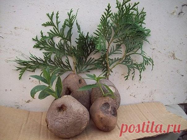 Натуральные стимуляторы образования корней
В копилку знаний

Существует множество стимуляторов корнеобразования растений – химических веществ, которые используют в комнатном цветоводстве для повышения вероятности укоренения черенков растений, для ускорения роста корней. Их применяют в том случае, если черенки какого-либо цветка плохо укореняются. Стимуляторы роста корней можно купить в магазине, однако есть много природных стимуляторов, которые используют цветоводы. Самый ...