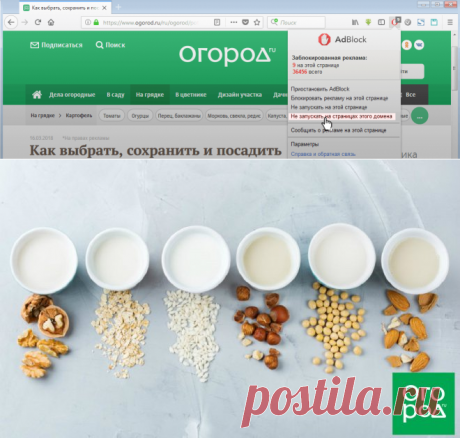 Кокосовое, миндальное, овсяное: вся правда о растительном молоке | Полезно (Огород.ru)