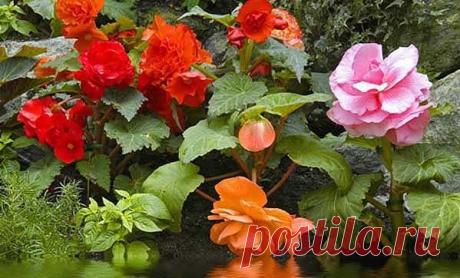 Сажаем клубневую бегонию в грунт