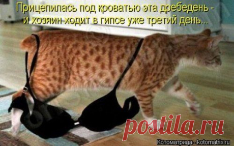 Предатель... .