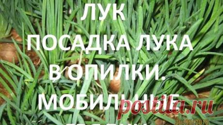 ЛУК. ПОСАДКА ЛУКА В ОПИЛКИ. МОБИЛЬНЫЕ ГРЯДКИ КРУГЛЫЙ ГОД. СУПЕР УРОЖАЙНОСТЬ!!!