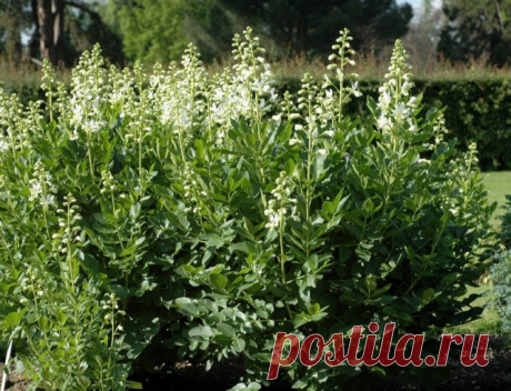 Ясенец белый (Dictamnus albus)