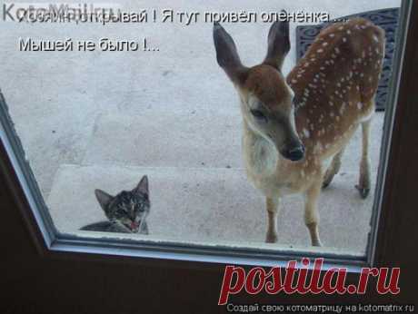 Мышей не было