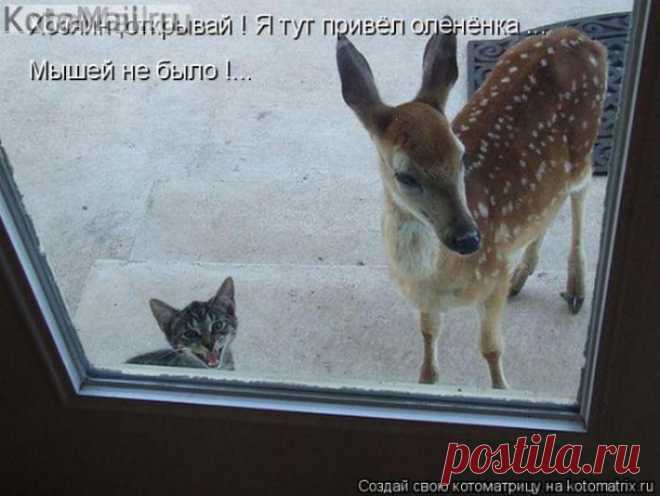 Мышей не было
