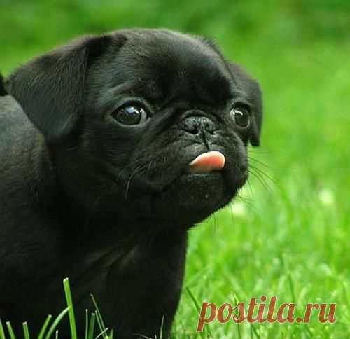 Badi.ru : Открытки мопс