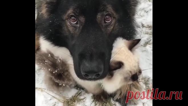 Песик защищает своего котика)))