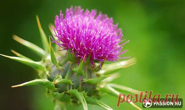 Полезные свойства расторопши / Будьте здоровы