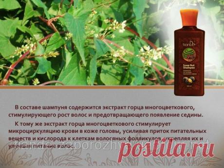 Купить Шампунь на основе мыльного ореха, 300 мл Запорожье и Украине от компании &quot;ТианДе&quot;