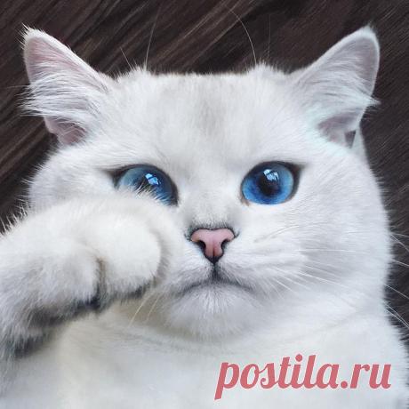 Встречайте кота с самыми красивыми в мире глазами