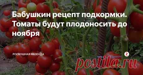 Бабушкин рецепт подкормки. Томаты будут плодоносить до ноября | Роскошная фазенда | Яндекс Дзен
